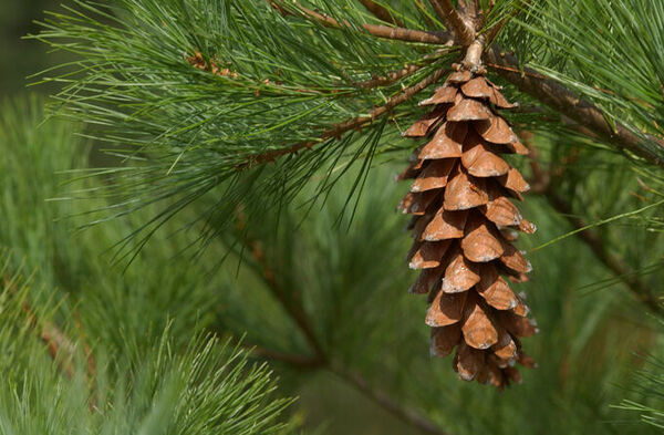Eastern White Pine Cone