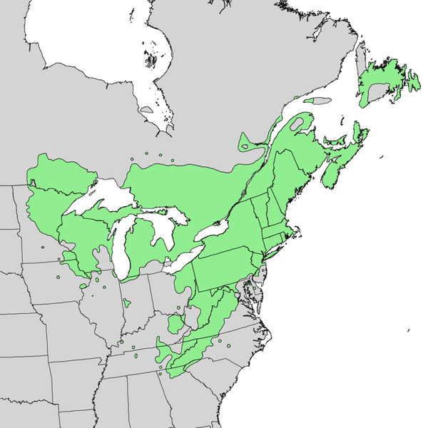 Eastern White Pine Range Map
