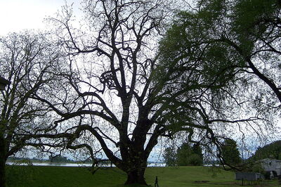 black walnut tree