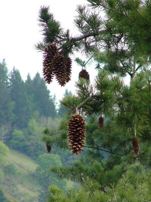 sugar pine cones opened