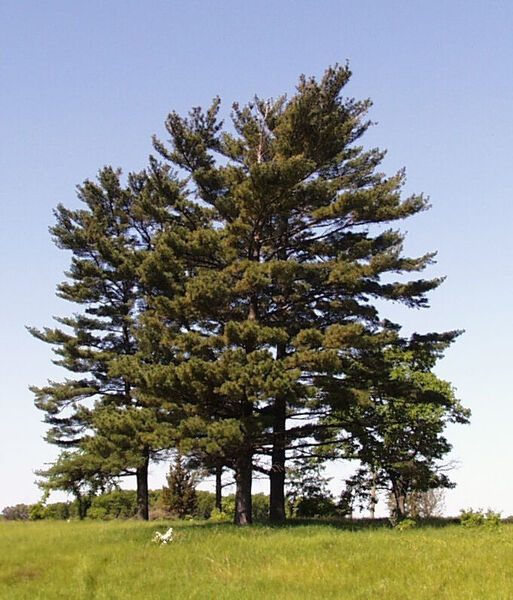 eastern white pine