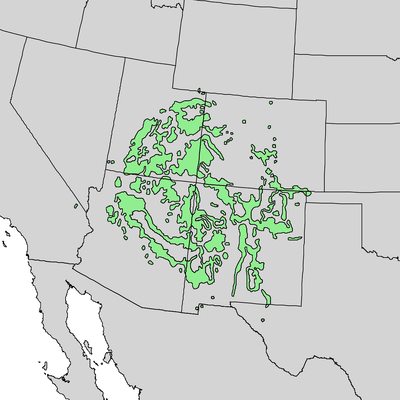 pinyon pine growth range map