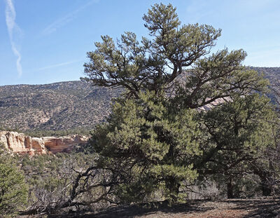 pinyon pine tree