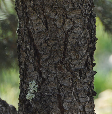 pinyon pine tree bark