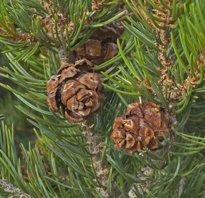 pinyon pine cones