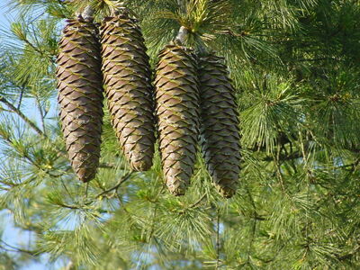 sugar pine cones