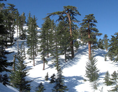 sugar pine forest