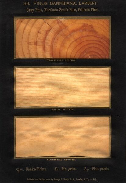 99. Pinus Banksiana (Lambert).jpg