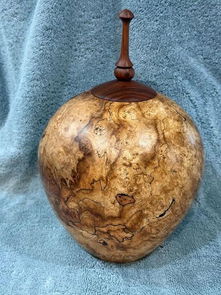 BigLeafMapleurn4.thumb.jpeg.53f72959d30f3af1e9b21e729e2cad71.jpeg