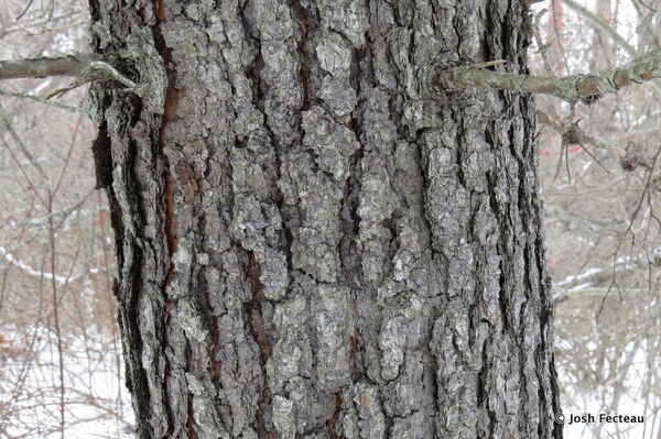 Jack Pine Bark.jpg