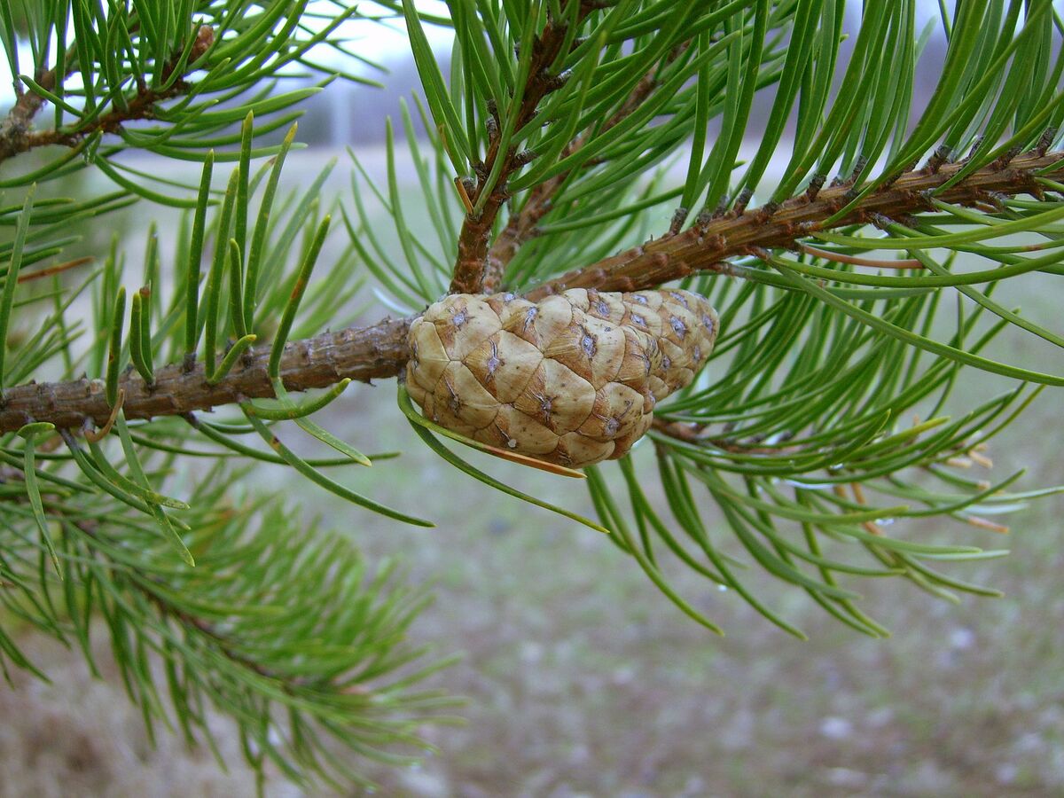 Jack Pine - The Softwoods (Conifers) - The Patriot Woodworker