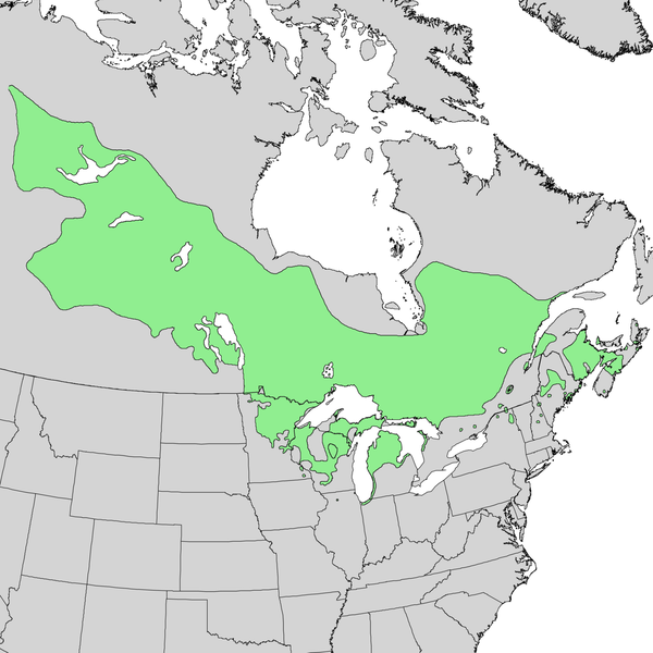 Jack Pine Range Map.png