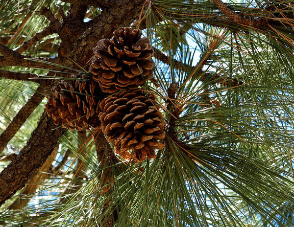 longleaf pine cones