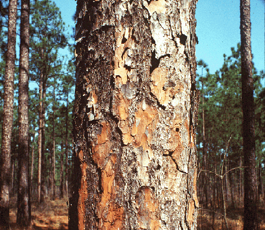 longleaf pine tree bark