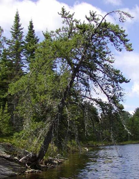 Pinus Banksiana (Lambert)