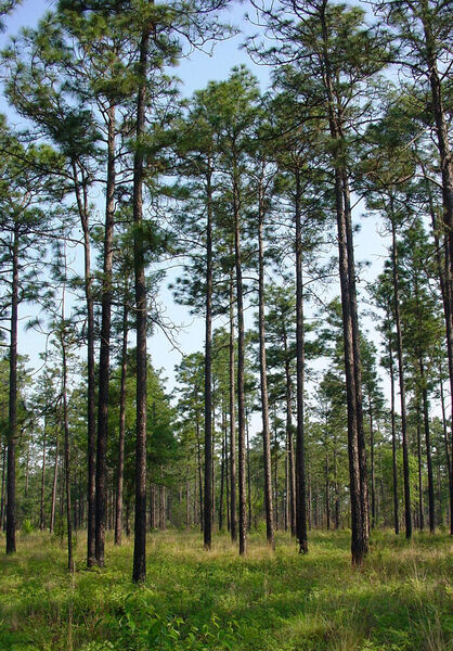 Pinus Palustris (Miller)
