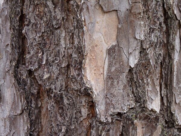 Short Leaf Pine Bark.jpg
