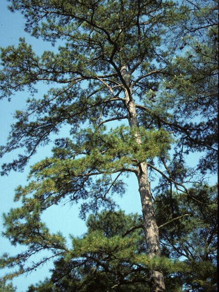 Shortleaf Pine