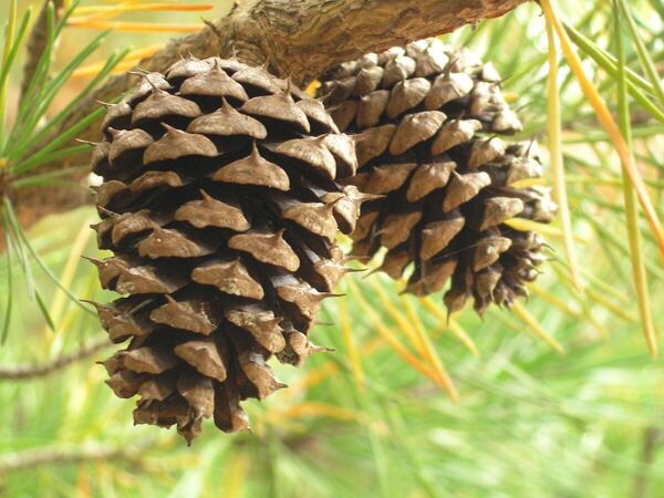 Shortleaf Pine Cones.jpg