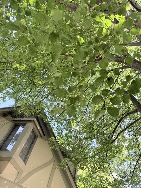 IMG_0207.jpeg