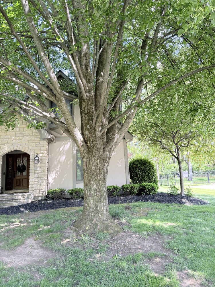 Tree identification
