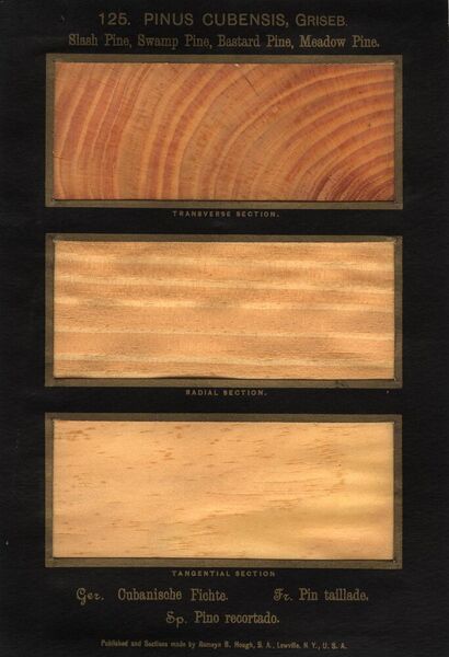 Pinus Caribaea (Morelet) by Romeyn B. Hough