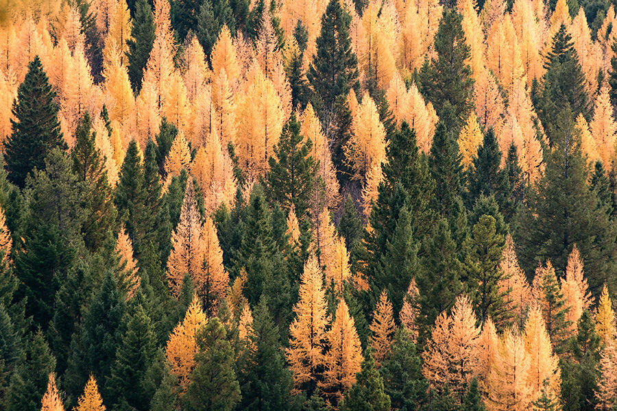 Eastern Larch