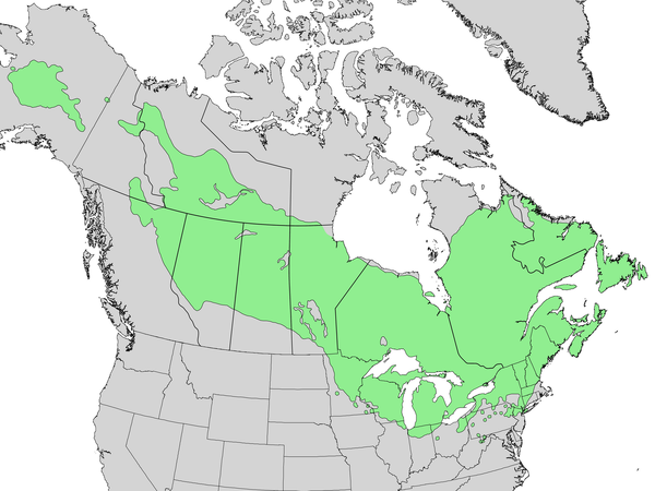 eastern larch range map