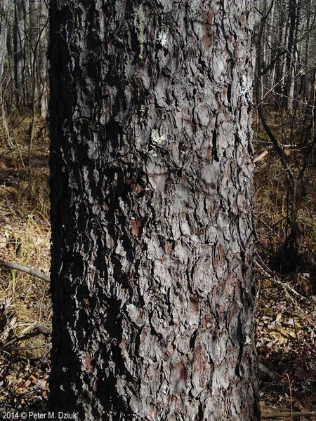 eastern larch tree bark