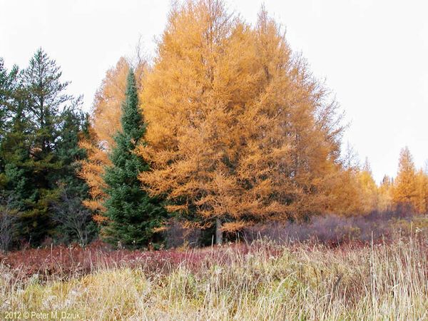 Larix Laricina (DuRoi) K. Koch