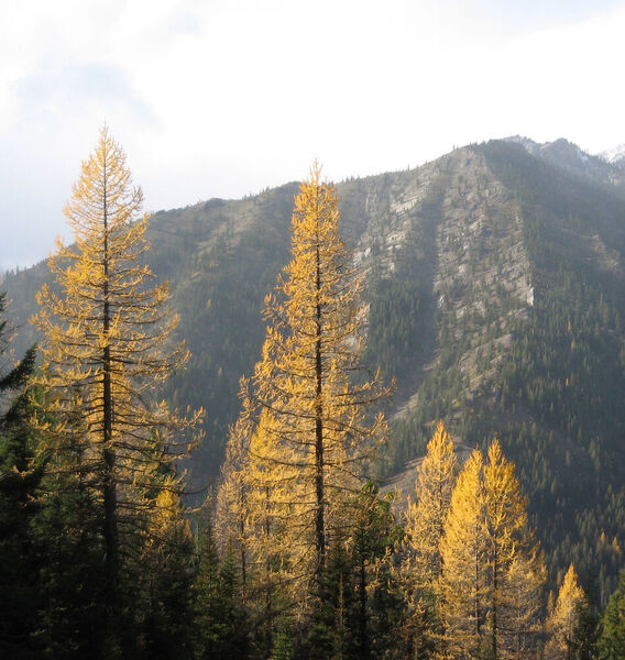 Larix Occidentalis (Nuttal)
