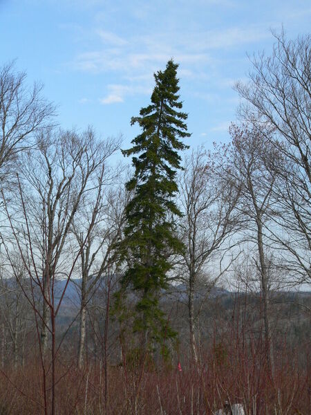 Picea Glauca (Moench) Voss