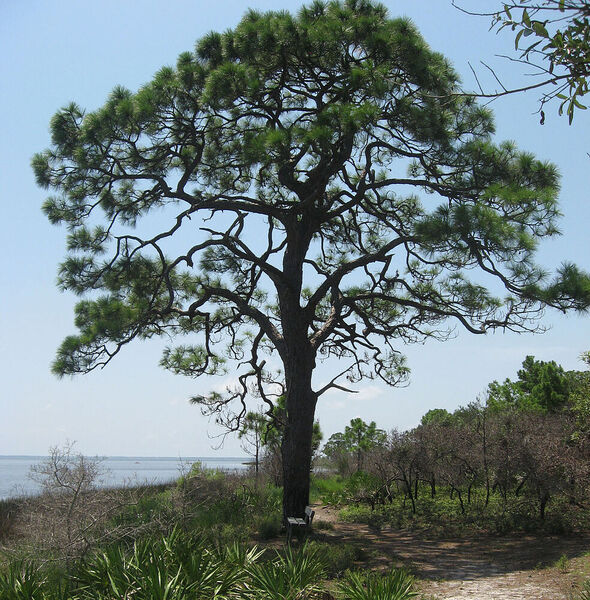 Pinus Caribaea (Morelet)