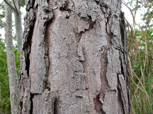 Slash Pine Bark