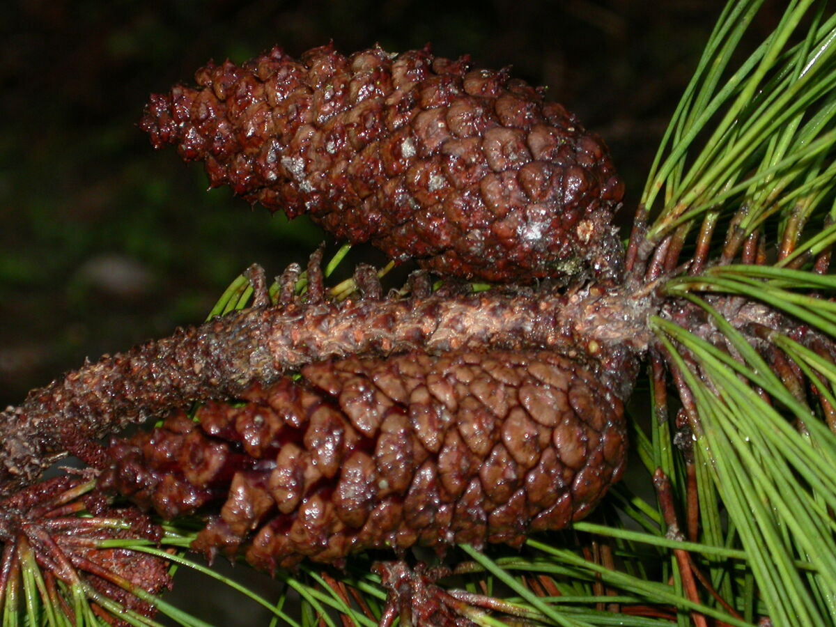 Slash Pine