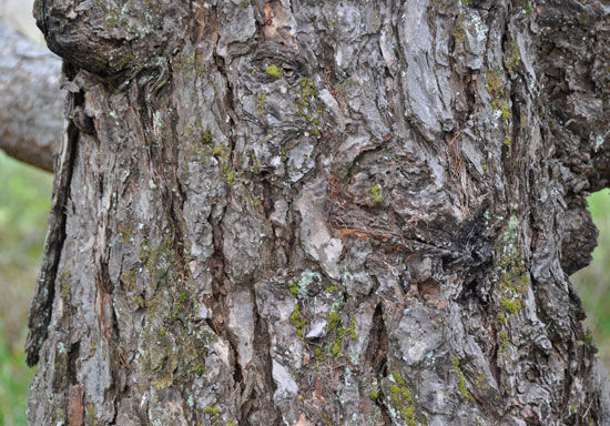 Western Larch Tree Bark Western Larch Tree Bark