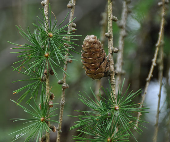 Western Larch Pine Cone Western Larch Pine Cone