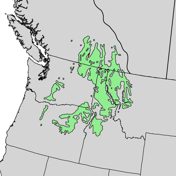 Western Larch Range Map