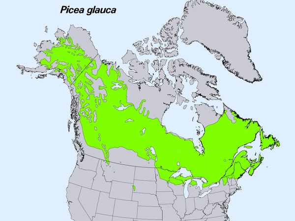 White Spruce Range Map