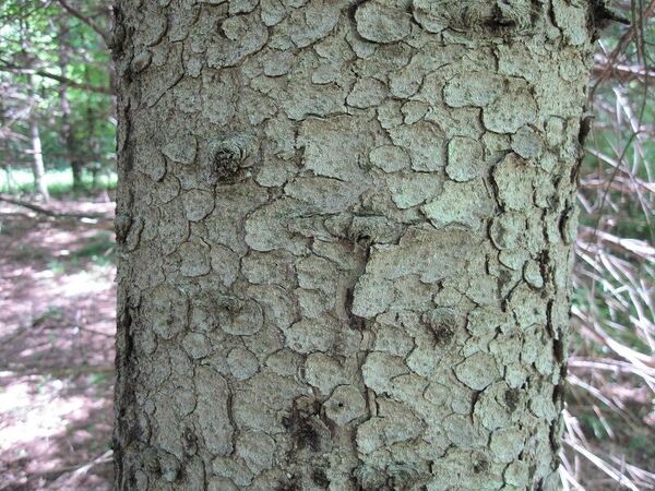 White Spruce tree bark, thin and scaley