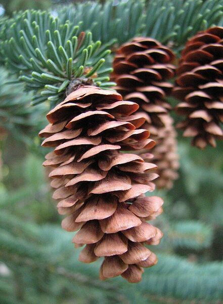 White Spruce female cone