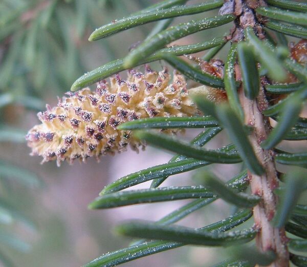 White Spruce male pollen cone